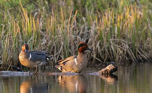 Green-winged teal drakes resting at the edge of arctic pond in Alaska Art Print